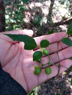 Image de Cissus ambongensis Descoings