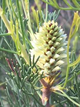 Image of Petrophile pulchella (Schrader & Wendl.) R. Br.