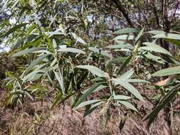 Слика од Eucalyptus amygdalina Labill.