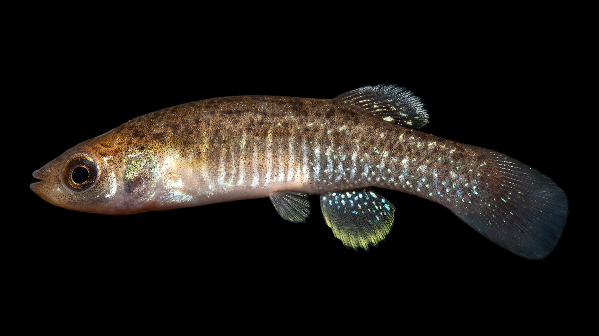 Image of Marsh killifish