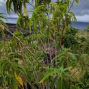 Image of Boehmeria penduliflora Wedd. ex D. G. Long