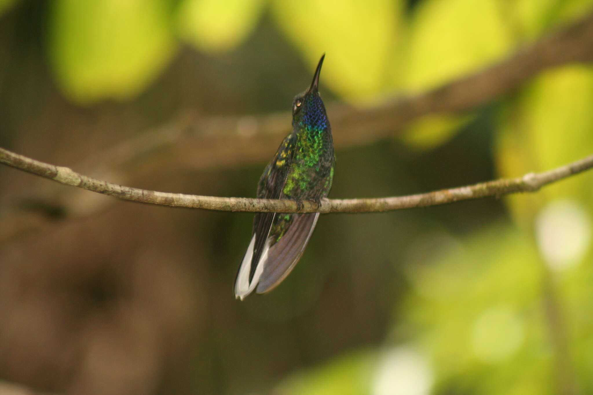 Campylopterus ensipennis (Swainson 1822) resmi