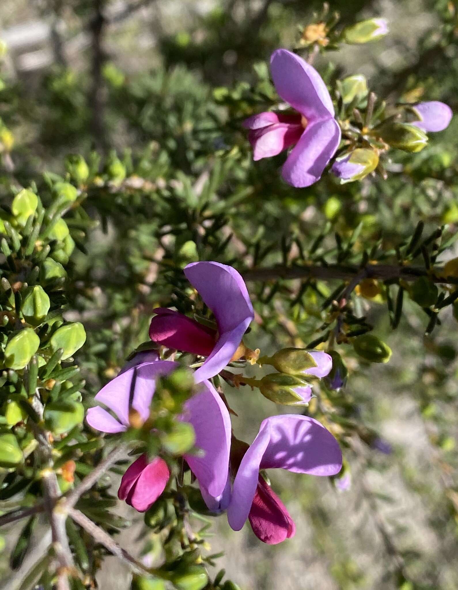 Слика од Gompholobium scabrum Sm.