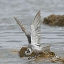 صورة Chlidonias niger niger (Linnaeus 1758)