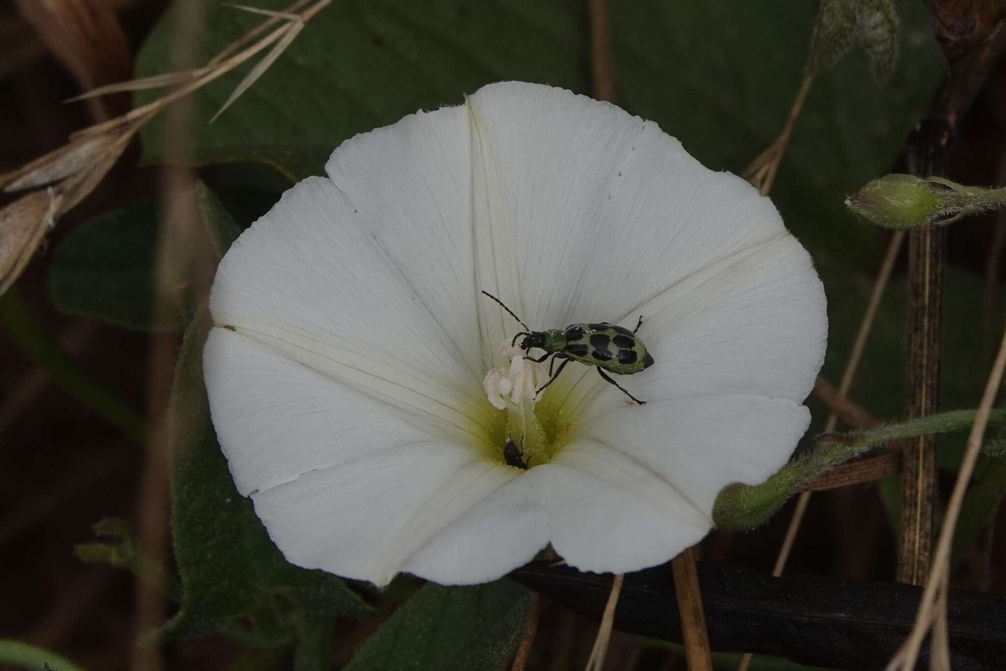 Image of Diabrotica undecimpunctata undecimpunctata Mannerheim 1843