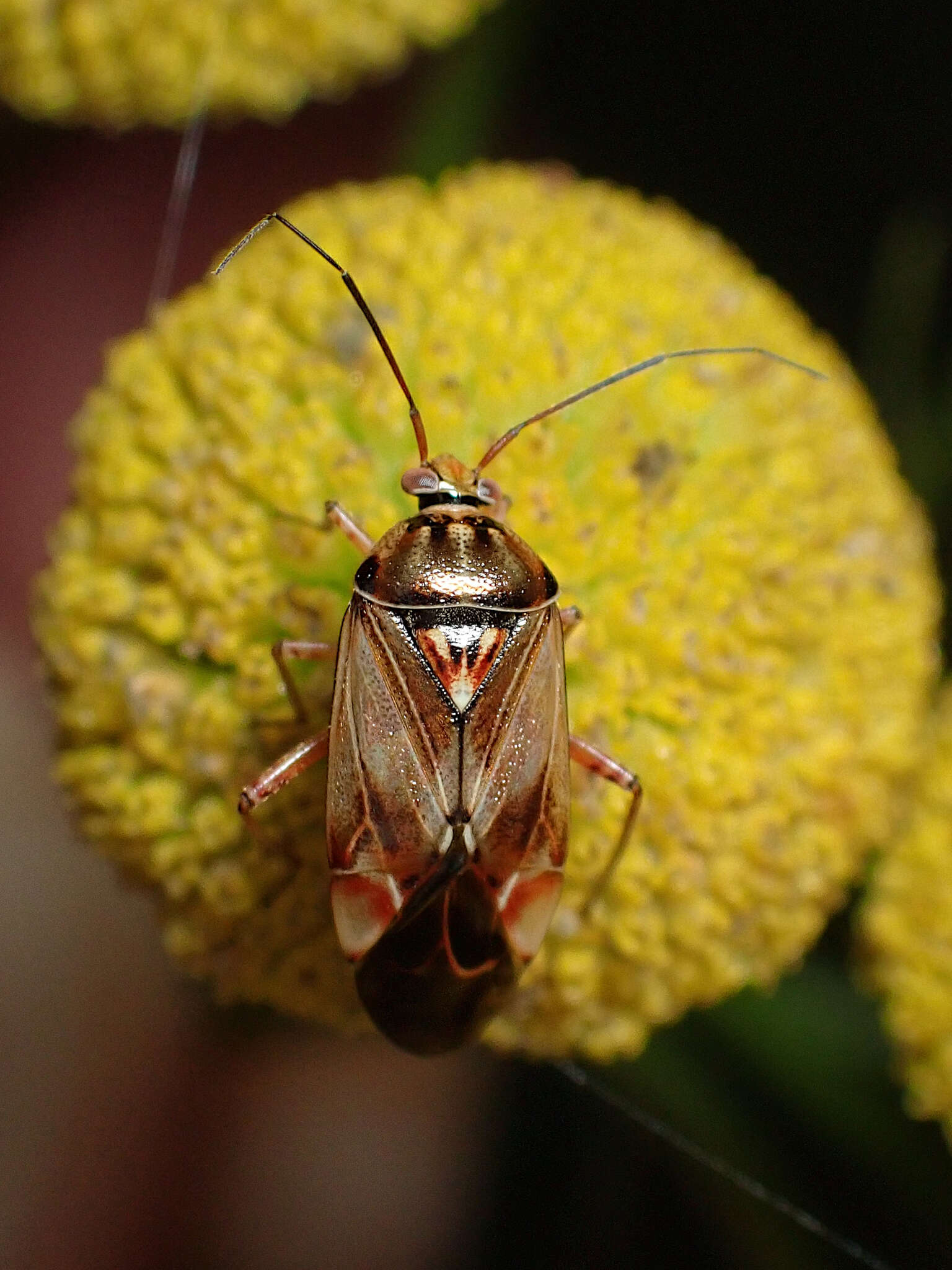 Image of Lygus punctatus (Zetterstedt 1838)