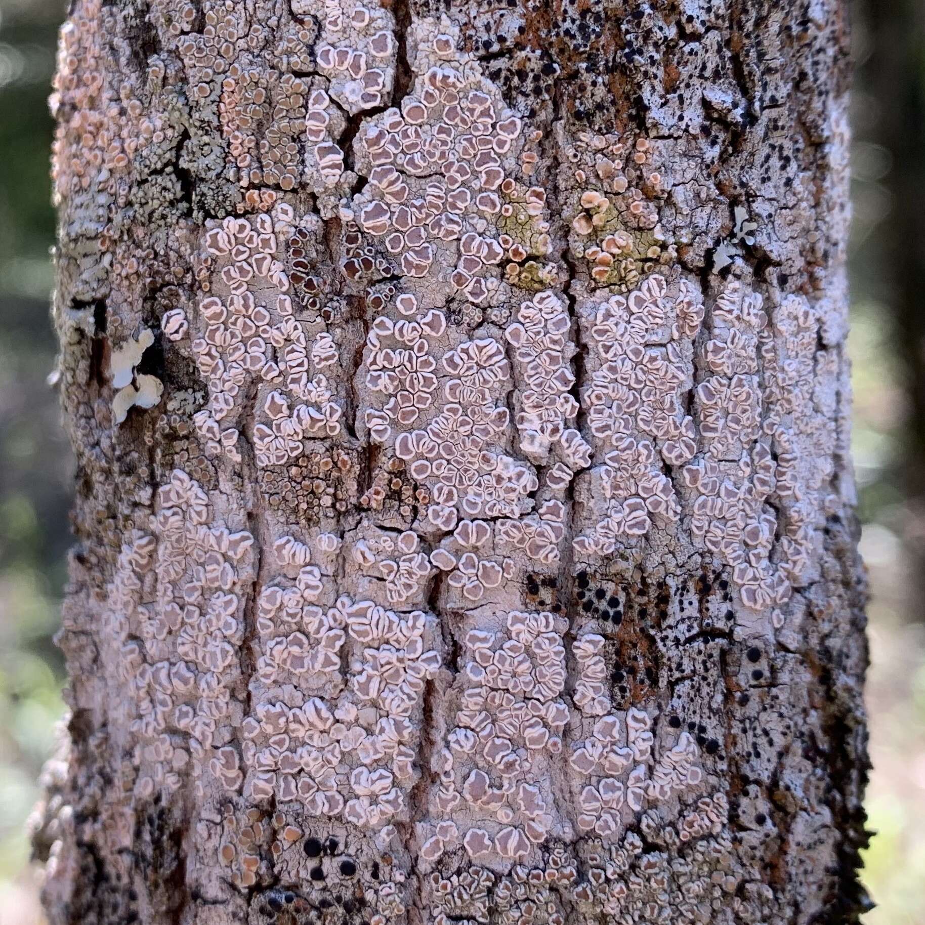 Image of Lecanora subpallens