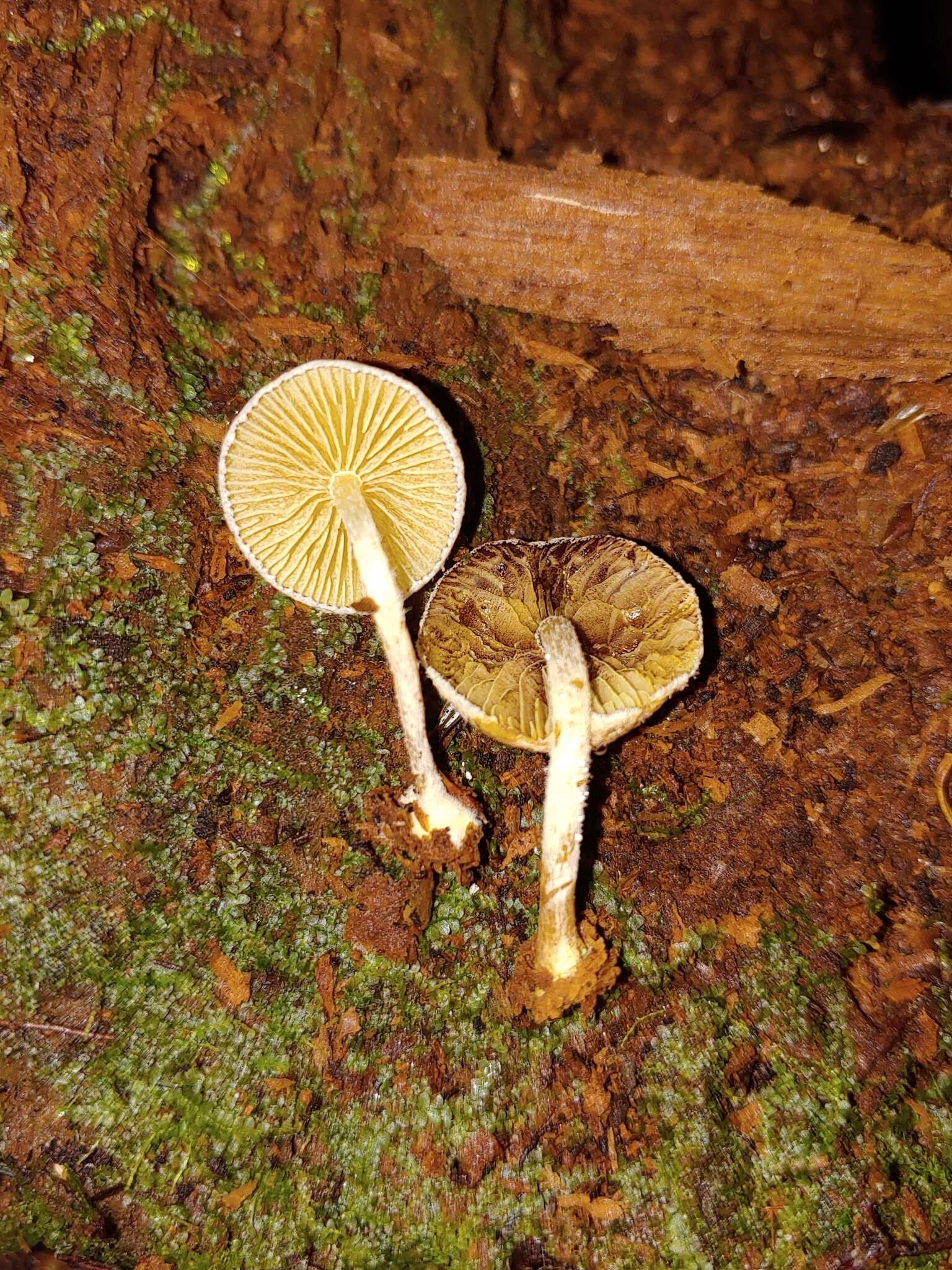 Image of Pholiota scamba (Fr.) M. M. Moser 1986