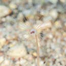 صورة Corymorpha tomoensis Ikeda 1910