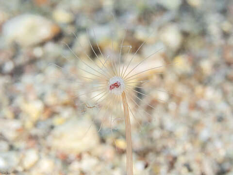 صورة Corymorpha tomoensis Ikeda 1910