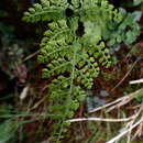 Image of Cystopteris moupinensis Franch.