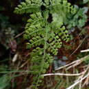 Imagem de Cystopteris moupinensis Franch.