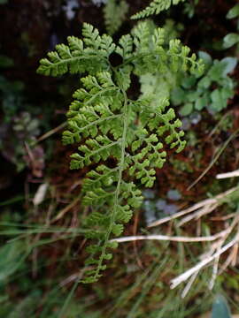 Image of Cystopteris moupinensis Franch.