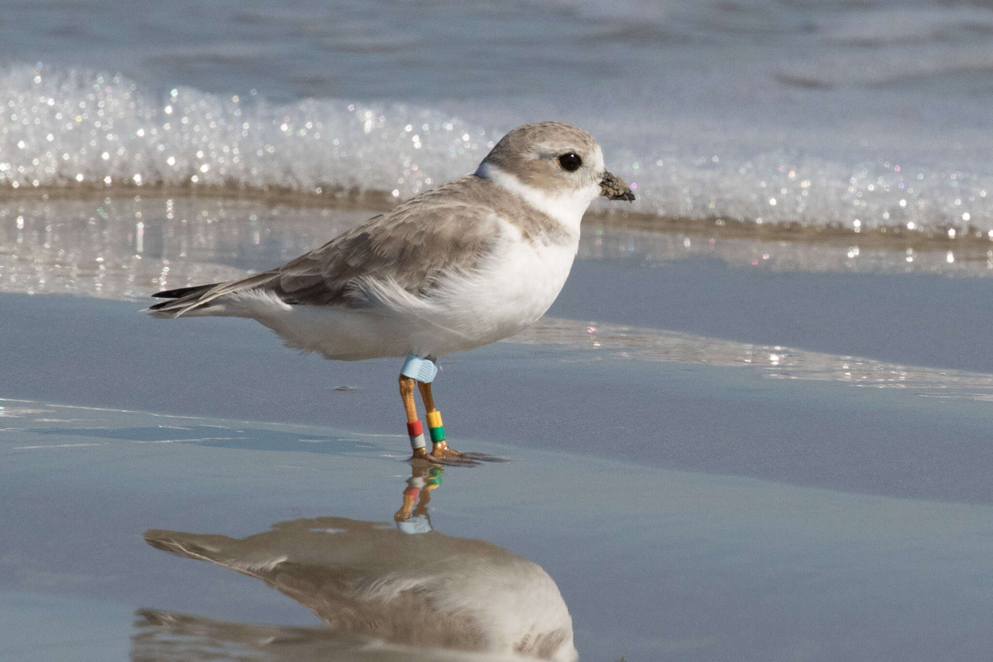 Image of Piping Plover