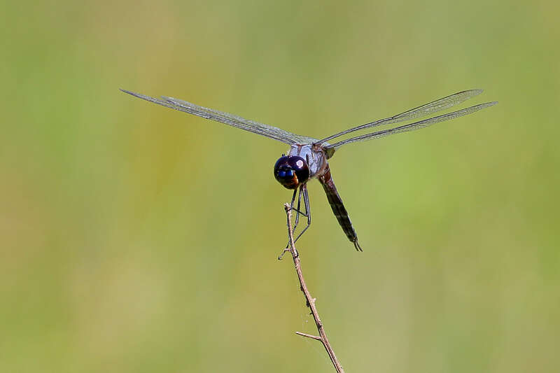 Image of Tramea binotata (Rambur 1842)