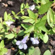 Image of yellowseed false pimpernel