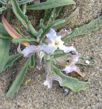 Image of Matthiola bolleana subsp. morocera