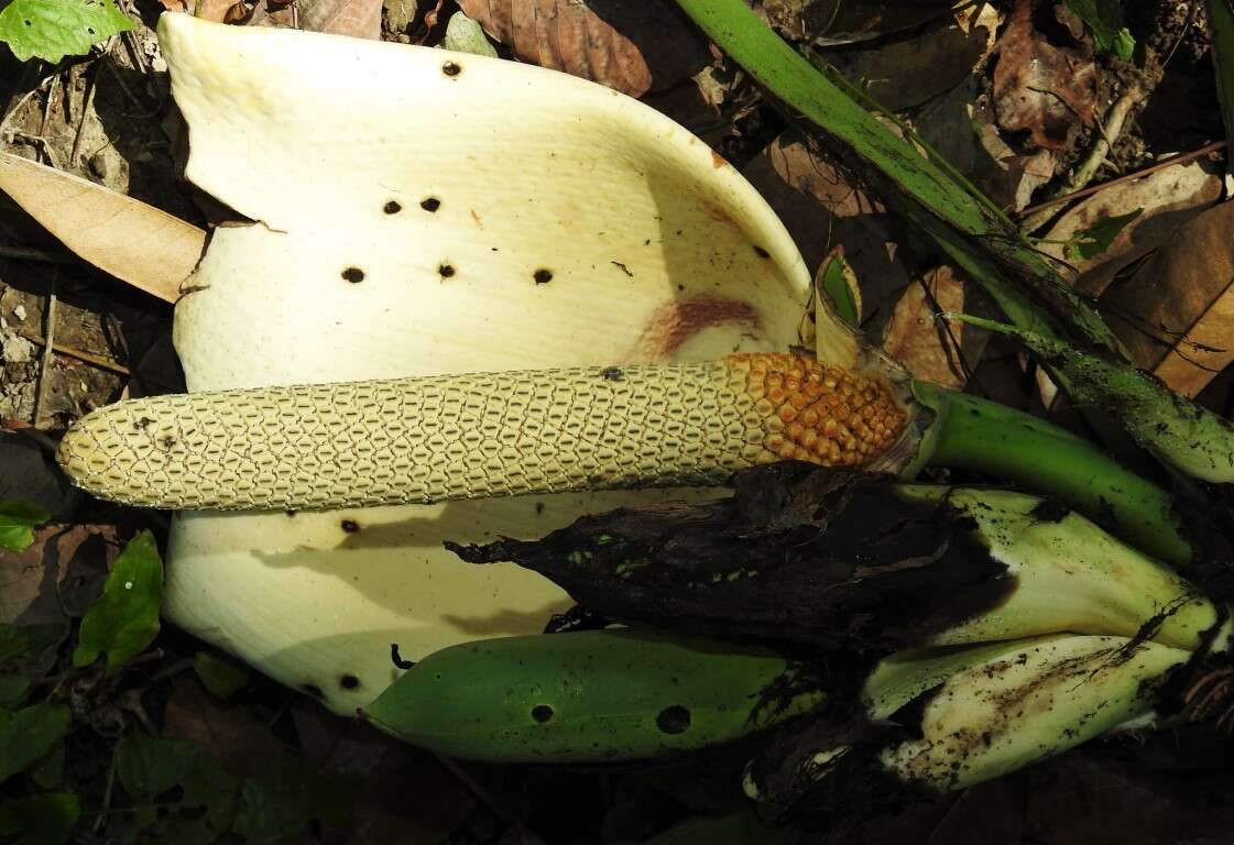 Image of Monstera acuminata K. Koch