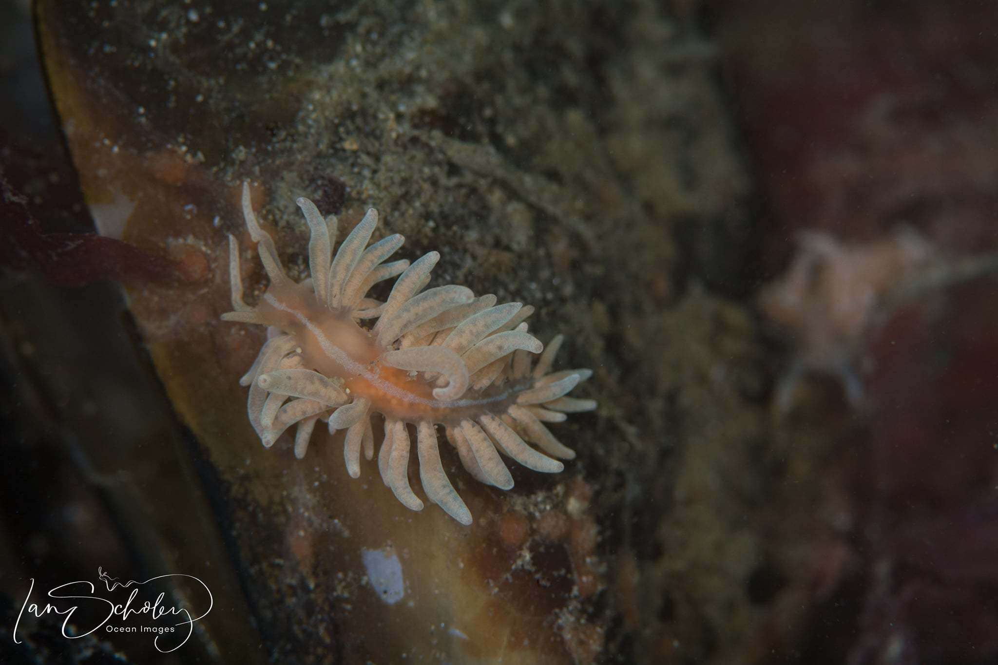 Image of coral nudibranch