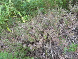 Image of Galium platygalium (Maxim.) Pobed.