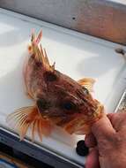 Image of Red gurnard perch