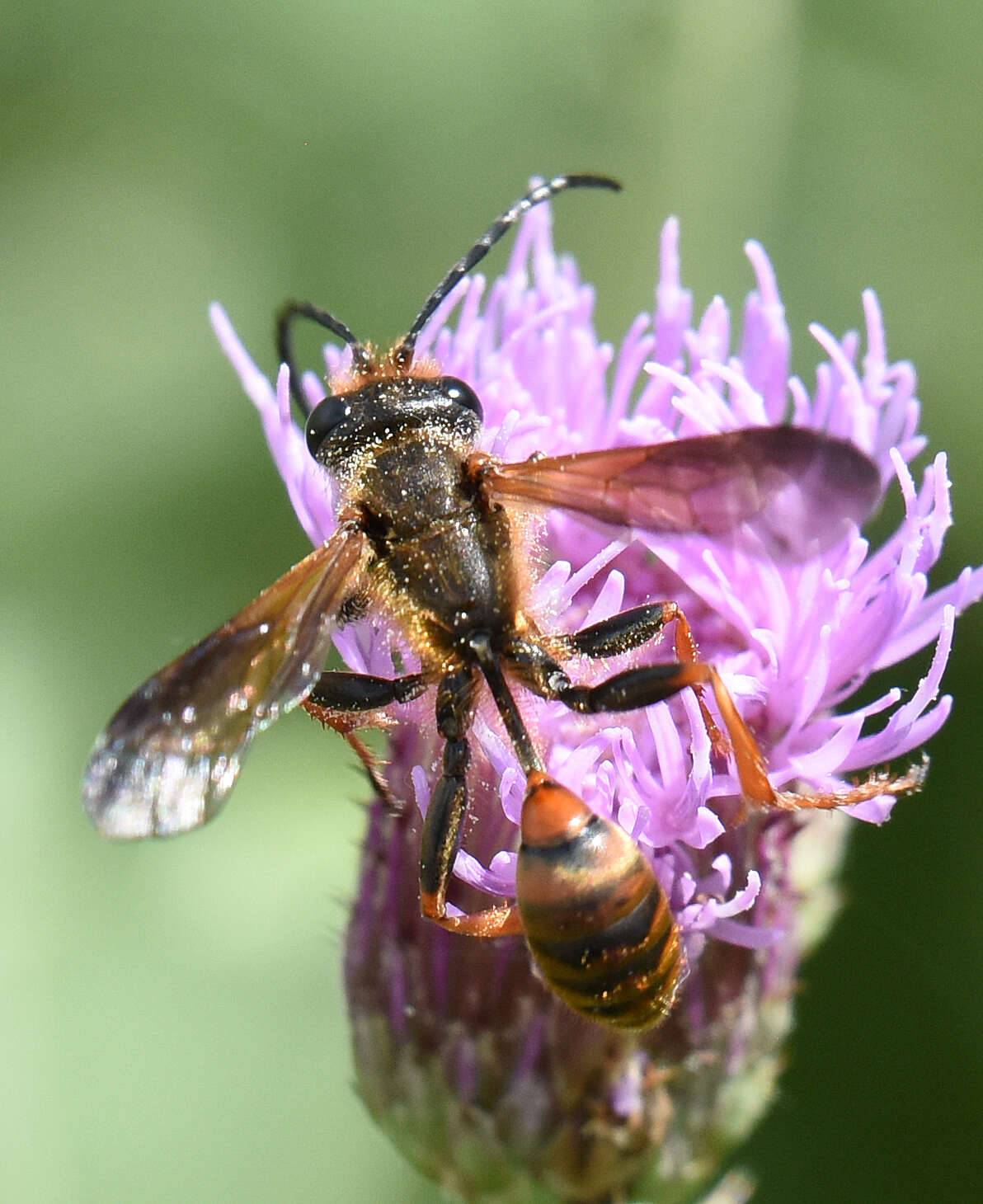 صورة Isodontia elegans (F. Smith 1856)