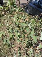 Image of anglestem Indian mallow