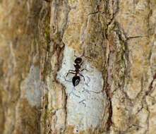 Image of Crematogaster ebenina Forel 1902