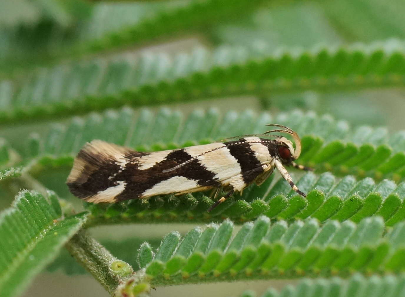 Image of Macrobathra desmotoma Meyrick 1886