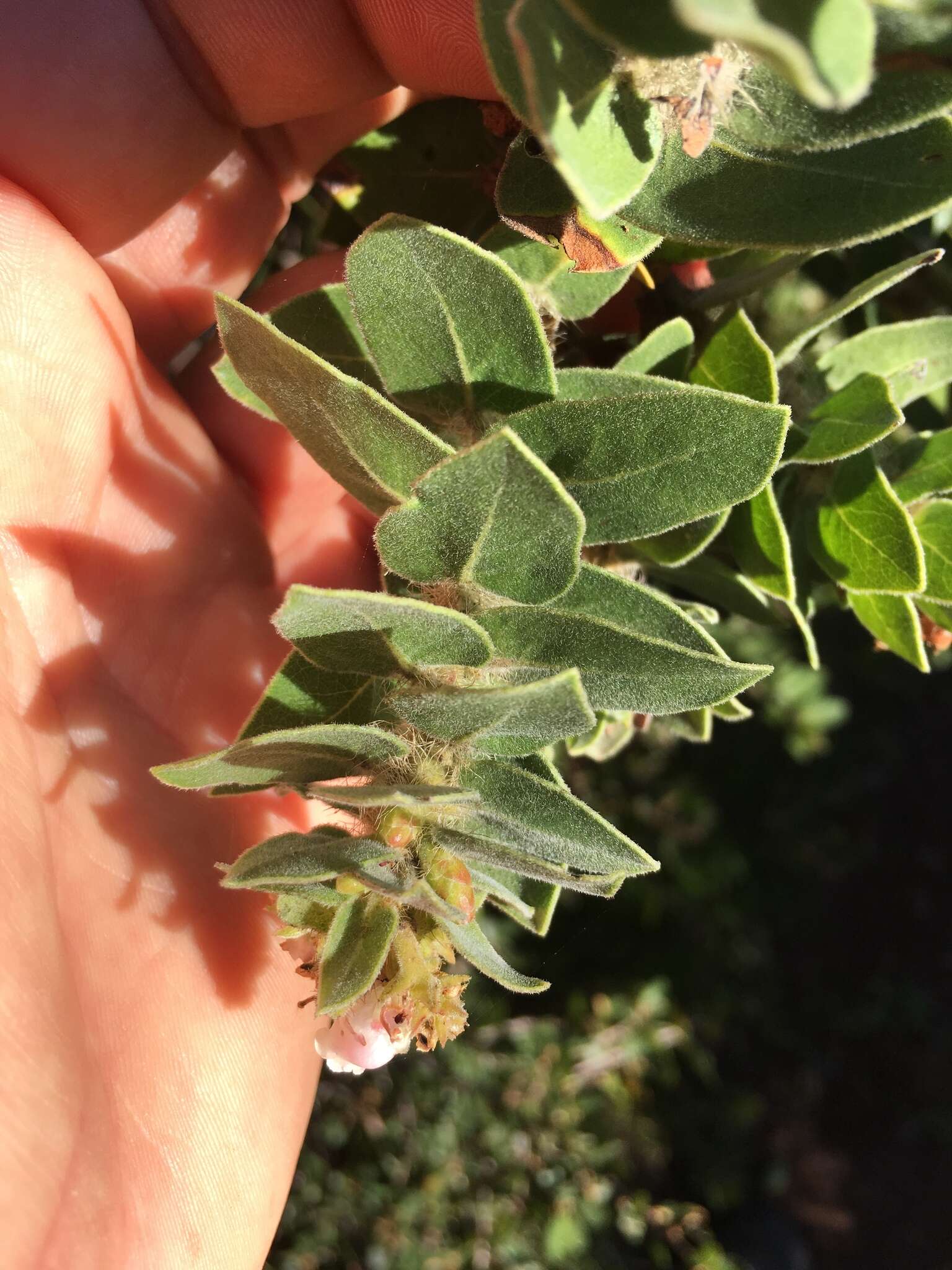 Image of whitehair manzanita