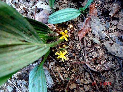 Image of <i>Molineria latifolia</i> (Dryand. ex W. T. Aiton) Herb. ex Kurz
