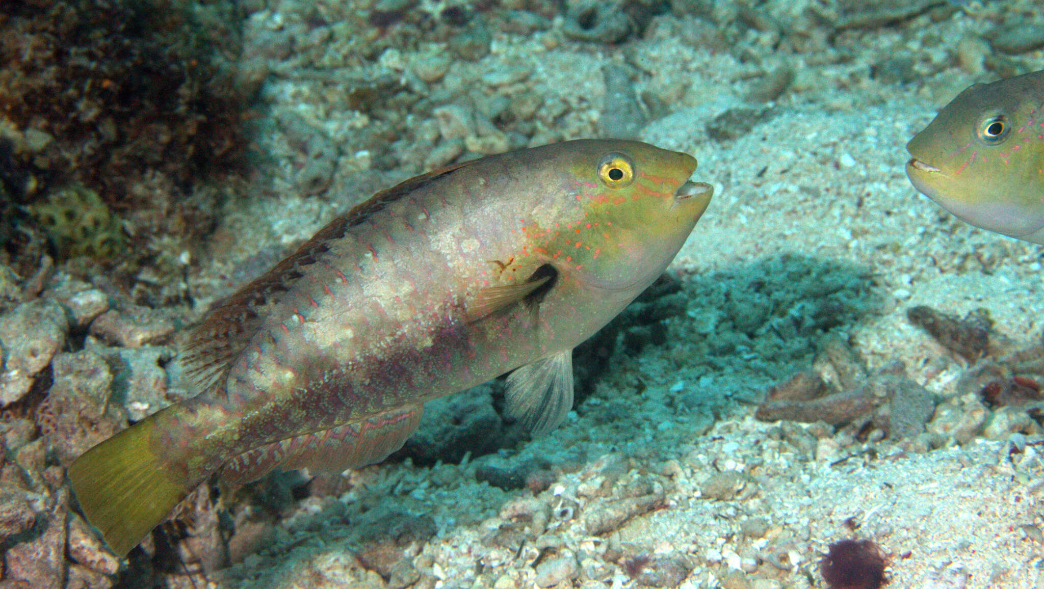 Image of Half-toothed parrot-fish