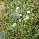 Image of Chaerophyllum humile Bieb.