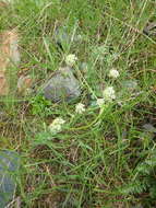 Image of Chaerophyllum humile Bieb.