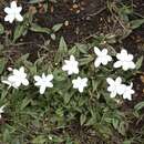 Image of Rhodohypoxis baurii var. platypetala (Baker) Nel