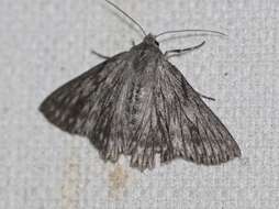 Image of Cyneoterpna wilsoni Felder 1875