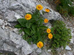 Image of dwarf oxeye