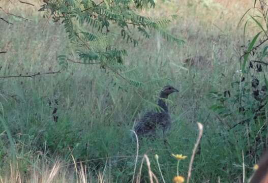 Image of Grey Francolin