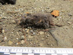 Image of Ornate Shrew