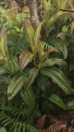 Image of Miconia robinsoniana Cogn.