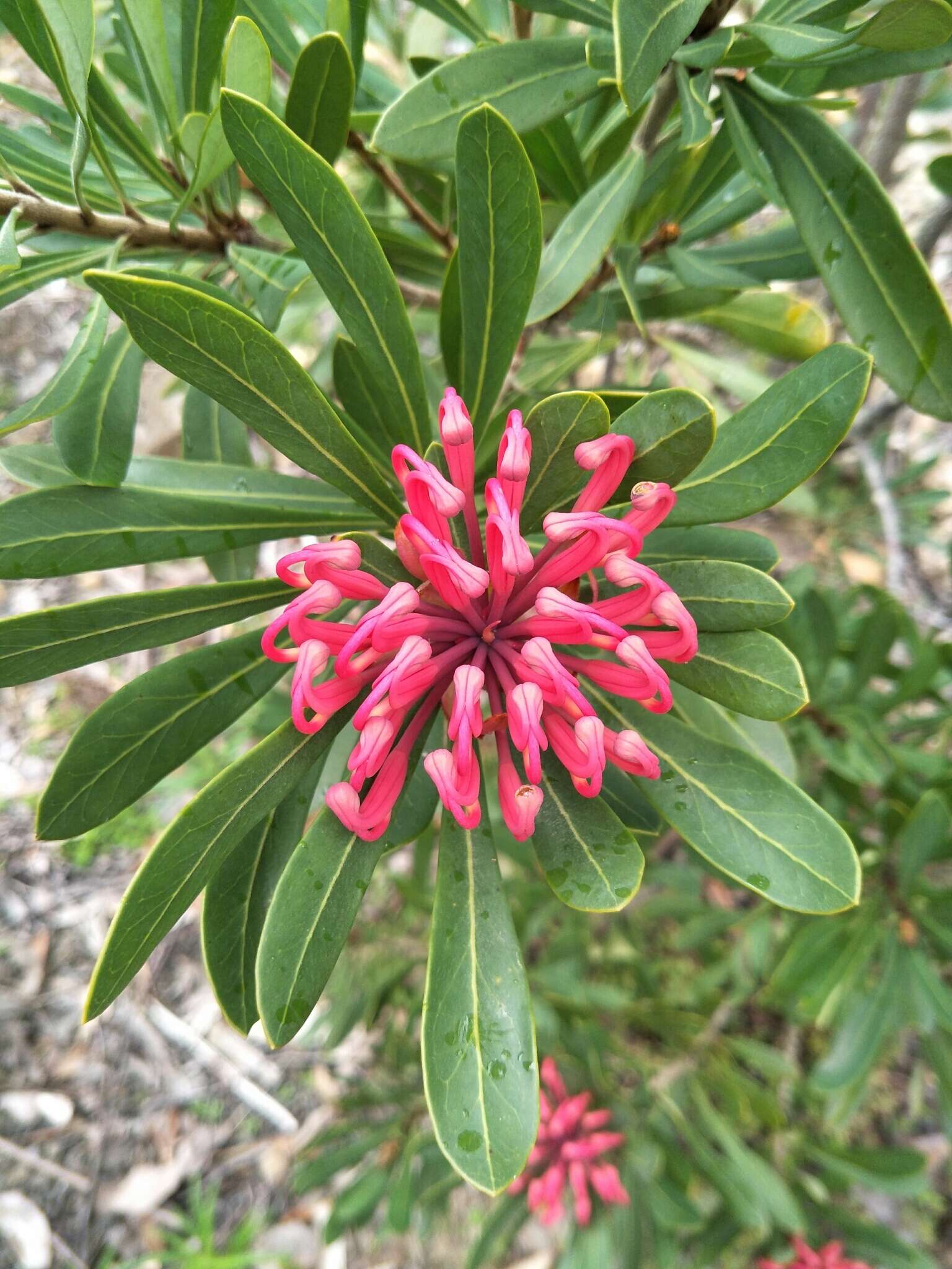 Image of Telopea truncata (Labill.) R. Br.