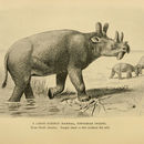 Image of <i>Brontotherium ingens</i> Marsh 1874