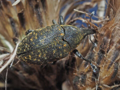 Image of Weevil