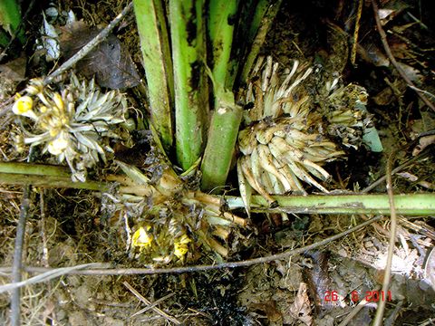 Image of <i>Molineria latifolia</i> (Dryand. ex W. T. Aiton) Herb. ex Kurz