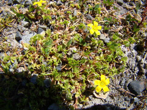 Oxalis exilis A. Cunn. resmi