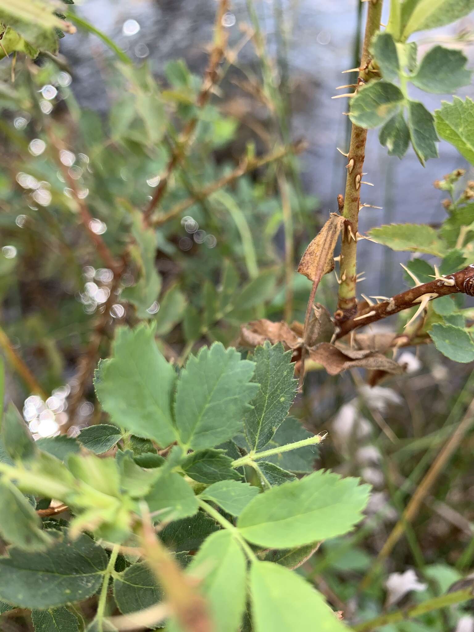 Sivun Rosa woodsii var. ultramontana (S. Wats.) Jeps. kuva