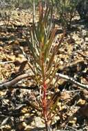 Image de Protea mucronifolia Salisb.