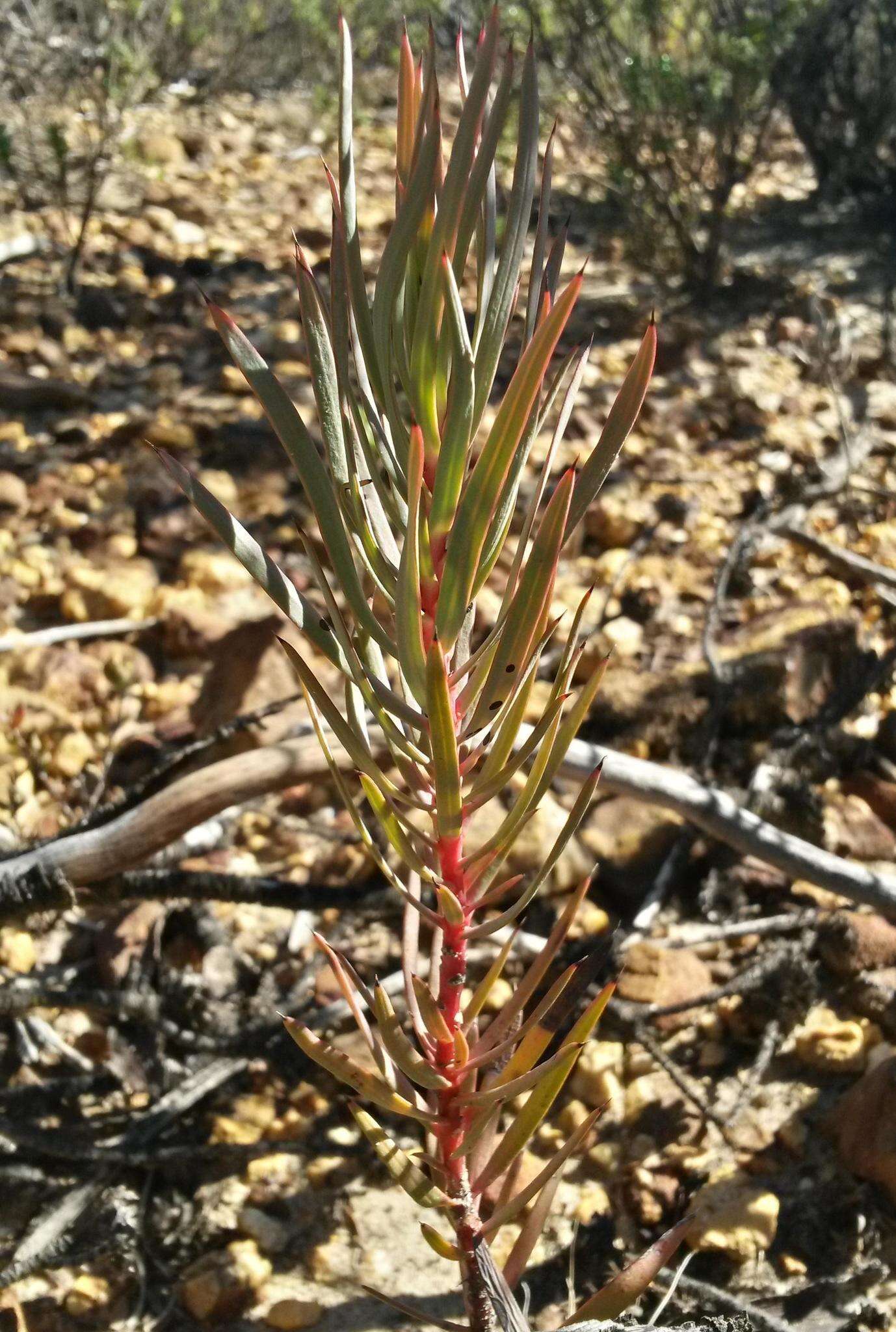 Image de Protea mucronifolia Salisb.