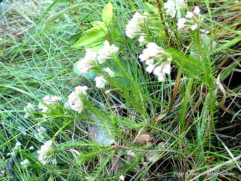 Image of Erica cubica var. natalensis H. Bol.