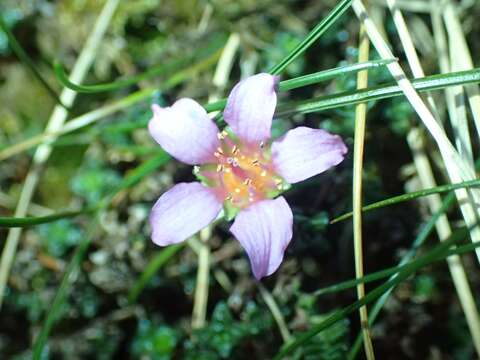 Image of purple mountain saxifrage